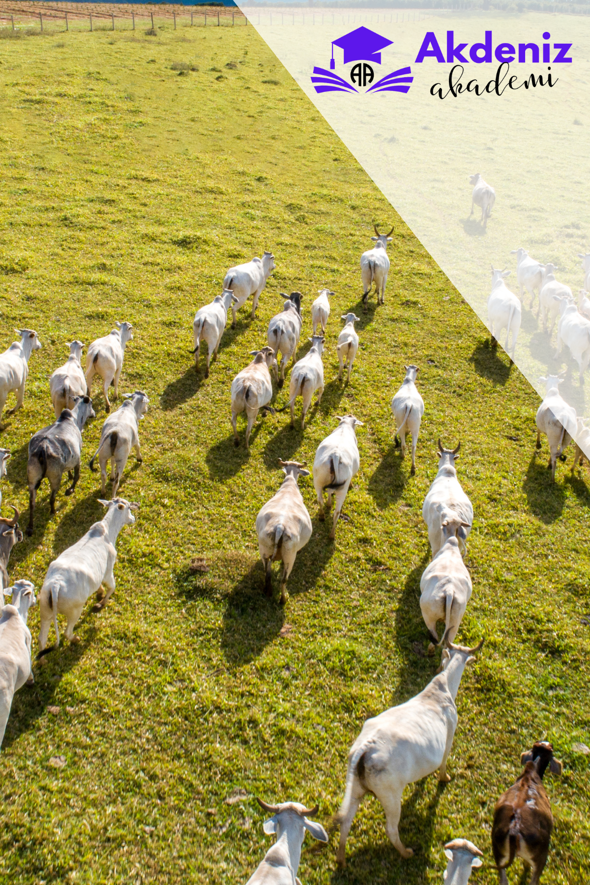 SÜRÜ YÖNETİCİLİĞİ EĞİTİMİ